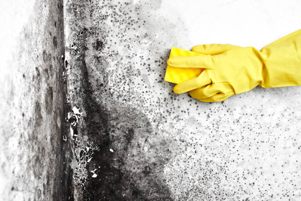 Best Best Mold Removal Companies  in Cactus Flats, AZ