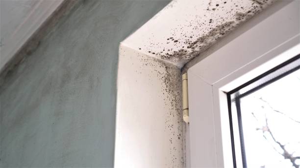 Best Toxic Mold Removal  in Cactus Flats, AZ