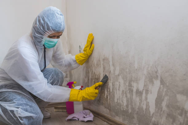 Best Local Mold Removal Service  in Cactus Flats, AZ