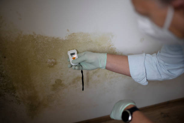 Best Mold Remediation Experts  in Cactus Flats, AZ