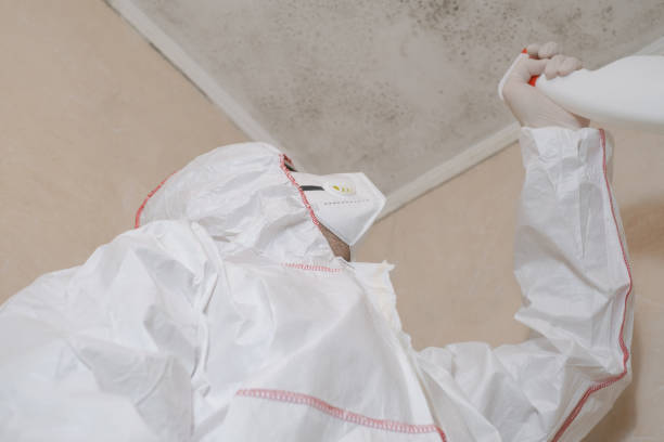 Best Affordable Mold Removal  in Cactus Flats, AZ
