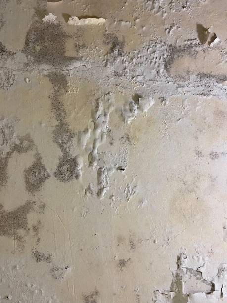 Best Mold Removal Company Near Me  in Cactus Flats, AZ