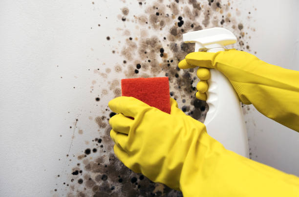 Best Office Mold Removal Services  in Cactus Flats, AZ